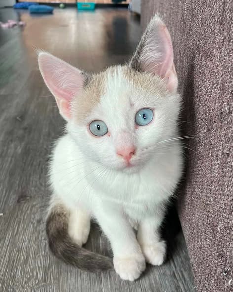 Vanilla, kitten, in Furry Foundation's care