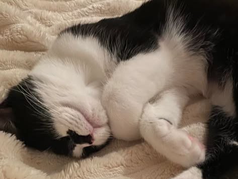 Pepper, young cat, in Furry Foundation's care