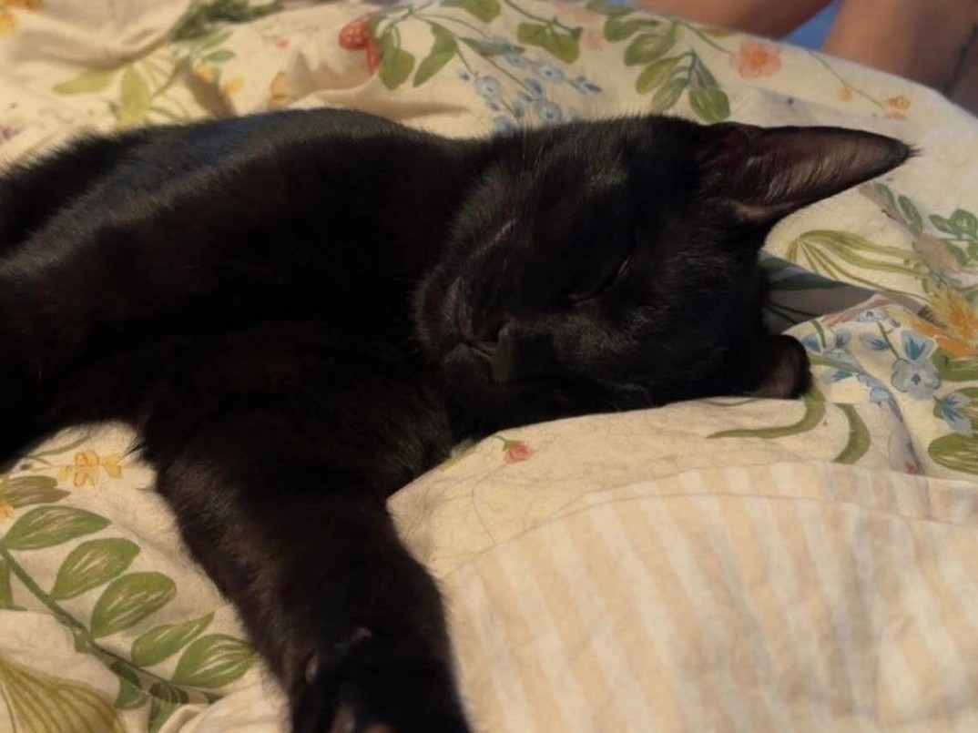 Whiskers, kitten, in Furry Foundation's care