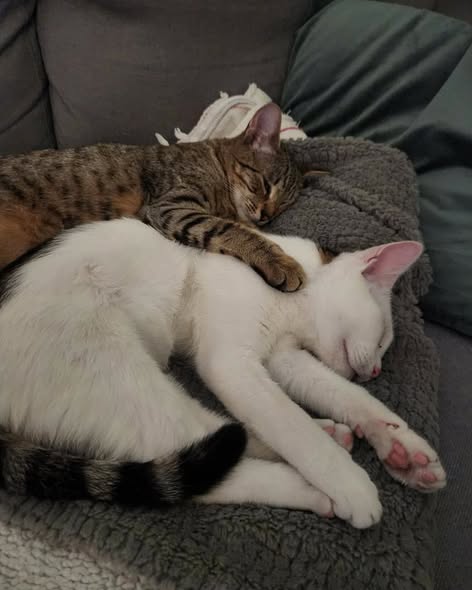 Oliver & Lily, found together in a box, in Furry Foundation's care