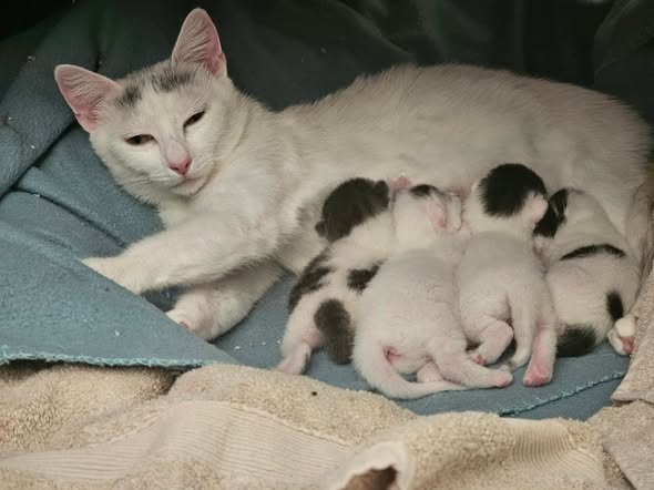 Mila & her six newborns, mother cat with newborn litter, in Furry Foundation's care